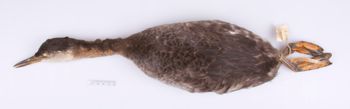 Media type: image;   Ornithology 246073